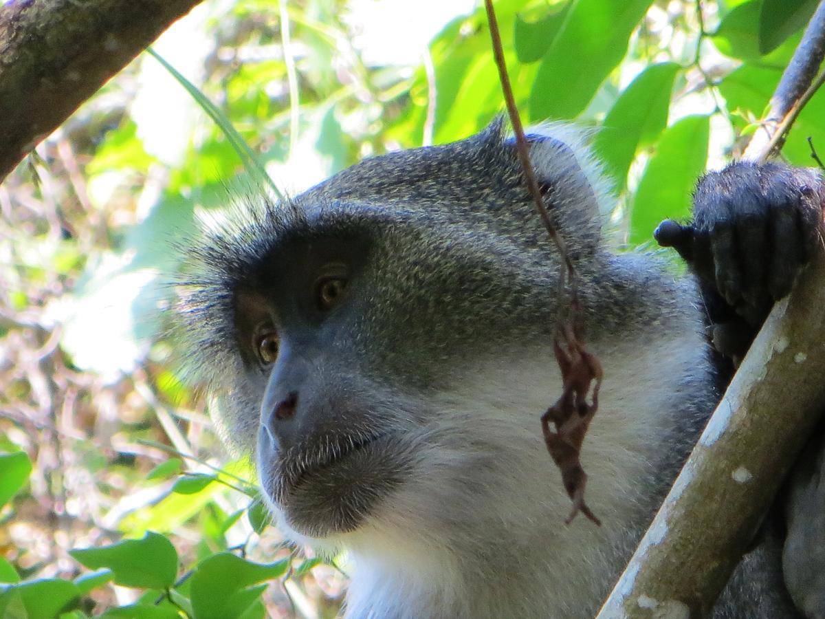 Blue Monkey Beach Cottages Shimoni Екстериор снимка